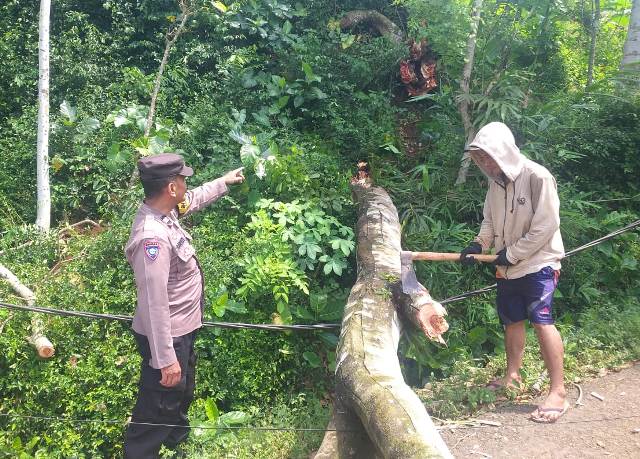 Polisi Bantu Evakuasi Pohon Tumbang yang Timpa Kabel Listrik dan Jaringan&nbsp;Internet
